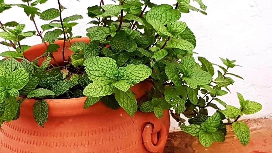 Casa Shyshka Country Cottage Periana エクステリア 写真