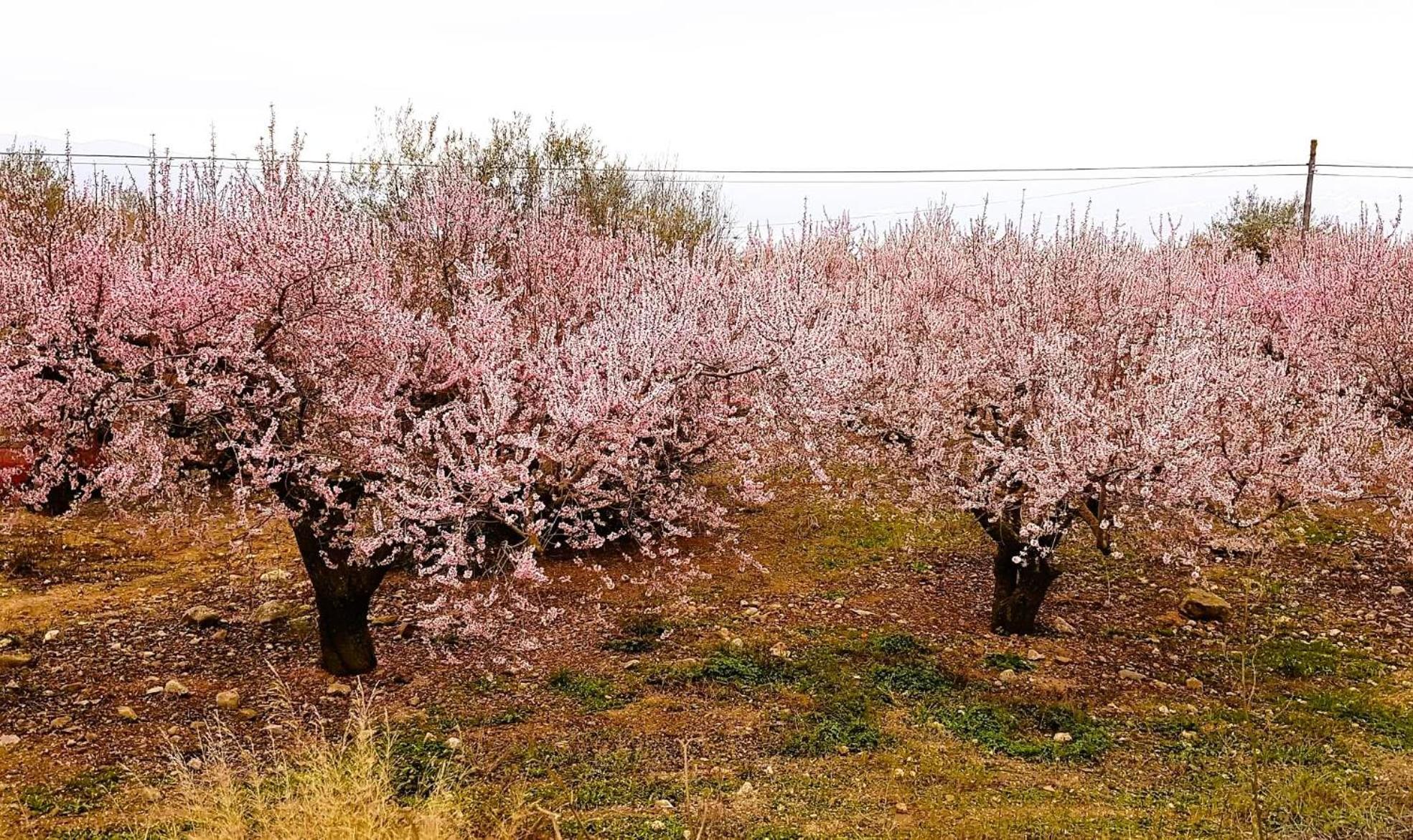 Casa Shyshka Country Cottage Periana エクステリア 写真