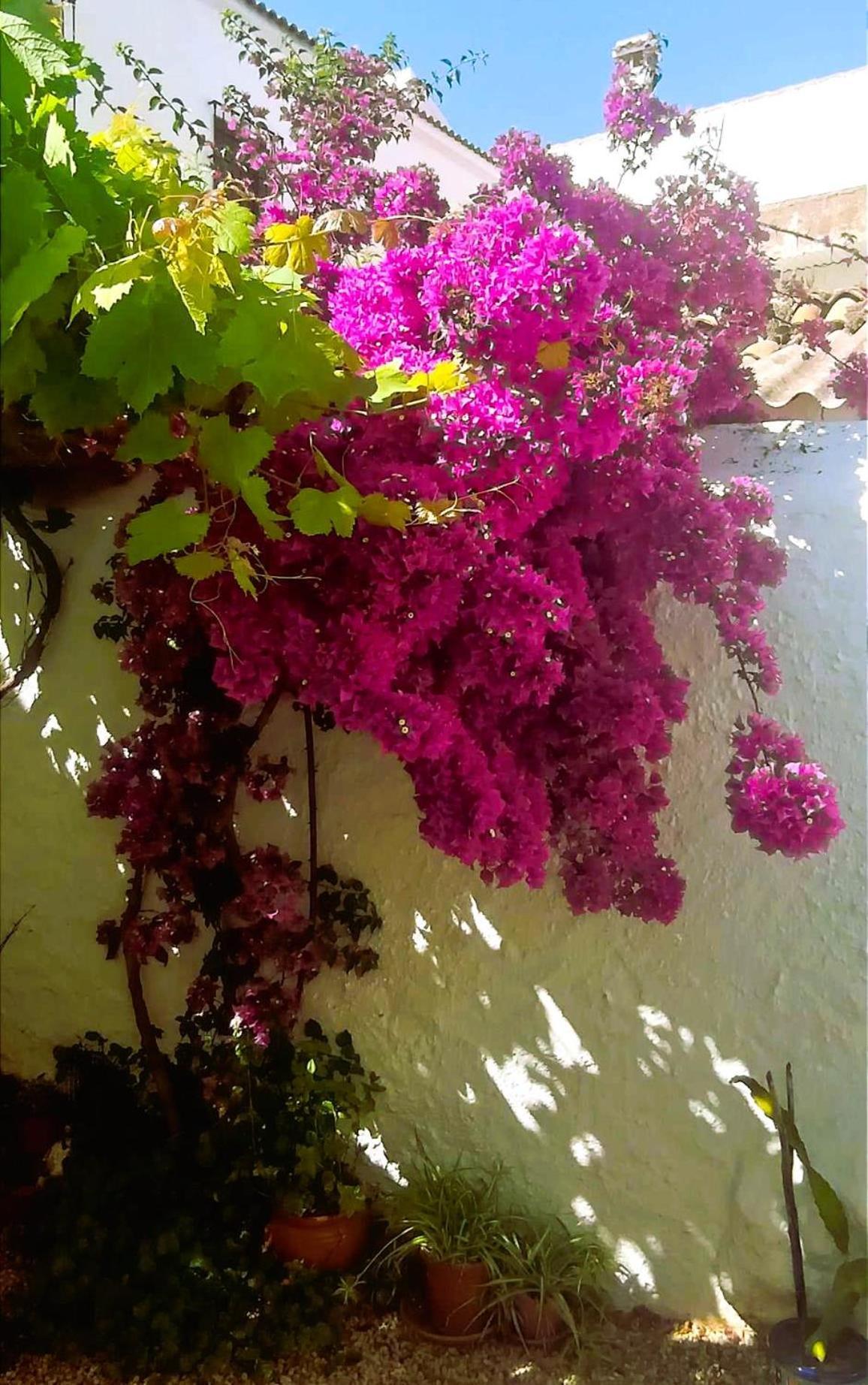 Casa Shyshka Country Cottage Periana エクステリア 写真